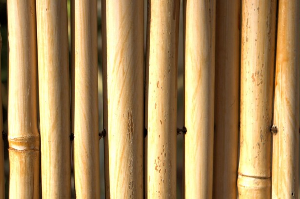 גדר במבוק עבה